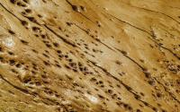 Are Rare Drywood Termites Being Found In Oklahoma?