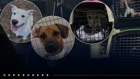 MSPCA transports dozens of dogs to Mass. ahead of Hurricane Isaias