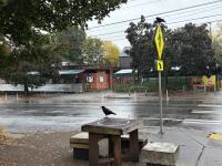 Slog AM: Seattle Schools Get Weapons Detectors, Pentagon Will Livestream Firing Squad Execution, a Moose Got Stuck in a Skate Park 
