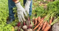 Czechs have long tradition of homegrown foods – but why is trend on rise now?