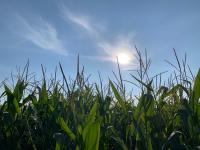 Trade Continues To Grab The Attention Of The Grain Markets