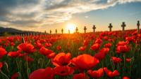 Volunteers needed for annual Poppy Appeal in Belgium