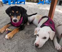 Puppy Love – A New Puppy Cafe on the Beach in St Lucia is Helping to Rehome the Island’s Cutest Strays