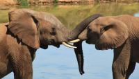 Elephants have names for each other just like humans do, researchers discover