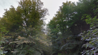 Surrey exceeding its tree planting targets, climate change report says
