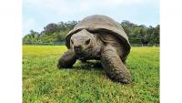 Vanderbilt Health researchers uncover longevity clues from 194-year-old tortoise