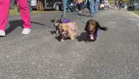 Expert’s picks for top dog-friendly places in Indianapolis
