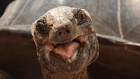Giant tortoises now outnumber people in the Seychelles