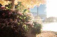 Great Falls Wins Montana Flower Planter Competition 2026