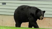 Connecticut man won't face prosecution for killing bear that threatened livestock