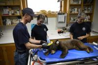 Colorado bear incidents hit record highs amid food shortages