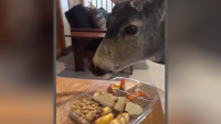 Colorado Parks & Wildlife Warns Against Feeding Wild Animals in Your Home