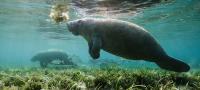 Nairobi Convention marks 40 years as COP12 charts future of ocean governance