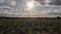 Super El Nino event formed in September, Chinese climate center says