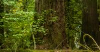 Does Wash. have enough money to protect legacy forests?