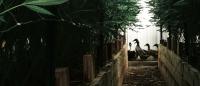 Meet SaDIVA, InDUCKa and HIGHbird: The Ducks Running Pest Control at a Colorado Weed Farm