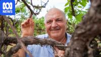 Retiring Riverland grape grower says industry support has come too late