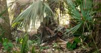Leonardo DRS Wraps Up Thermal Sight Supply, Training for Australian Snipers