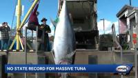 Big tuna caught off New Hampshire coast won't set state record