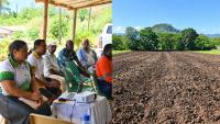 Kavanagasau farmers explore rice farming as new income option
