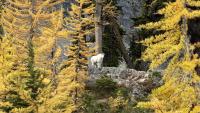 Golden ‘larch madness’ means green for tourism-starved Methow Valley economy