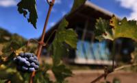 Growers say wine import tax refunds hurt local grapes