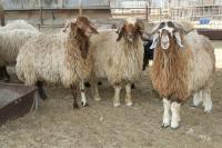 Ministry of Agriculture signs Veterinary Health Certificate Agreement with Romania for meat and livestock imports