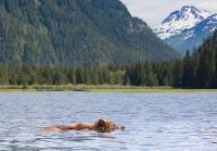 WATCH: Grizzly Bears Take a Dip in Montana’s Polson Bay