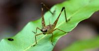 Borneo’s forests may still be hiding bugs unknown to science