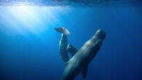 Sperm whales face an uncertain future as their habitats shrink