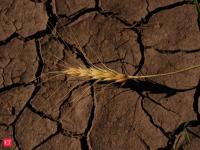 Food industry warns of supply shock over Super El Nino
