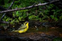 Guardians of the Woods keep Sabine Woods birdy; World Migratory Bird Day is Oct. 10