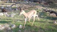 Israel's mountain gazelle is losing its home