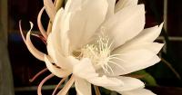 Wandering Central Washington: The remarkable life of an unremarkable plant