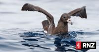 Scientist issues plea for fishers to watch out for seabirds returning from migration