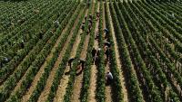 Thieves in Italy target prestigious winemaker, making off with €5 million haul: reports