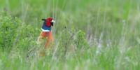 Hunters travel from across the country for the opening of pheasant season 