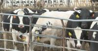 Health officials say bird flu risk to public remains low
