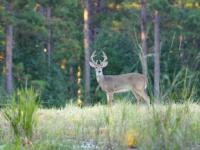 Corps seeking registrants for December veterans deer hunt at Grenada Lake
