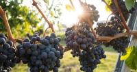 Thieves steal 30,000 bottles of fine Italian wine worth €5 million in Tuscany