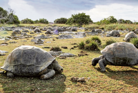 Scientists discover 1,80,000 giant tortoises on one island
