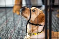Brewers boost economy, Inside Wisconsin Politics, Students training assistance dogs