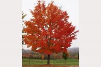 Virginia Department of Forestry online seedling store is now open
