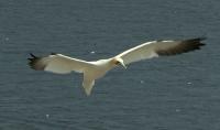 This Maine point is a front-row seat to a massive bird migration happening now