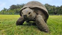 Jonathan the 194-Year-Old Tortoise Has Gene Switches That Look as Young as a 5-Year-Old's, Researchers Say