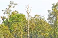 Sundarbans: 39pc Sundari trees affected by disease