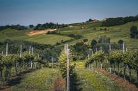 Croatian Company Launches the World’s Largest Wine Map