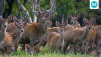 In 1870, Java’s governor sent 12 rusa deer to New Caledonia as a gift; they multiplied into an estimated 250,000 to 370,000 invasive animals