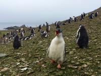 Zavodovski Island Lost More Than Half a Million Chinstrap Penguins in 14 Years, and Researchers Link It to Shifting Krill