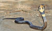 Snakebite: A Silent Public Health Threat Demanding Urgent Action and Community Awareness -By Dr. Moris Umoru